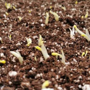 naklíčené iskerníky_pre-sprouted ranunculus