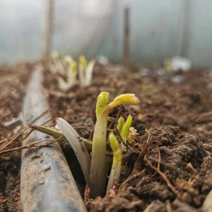 klíčenie iskerníkov _sprouting ranunculus