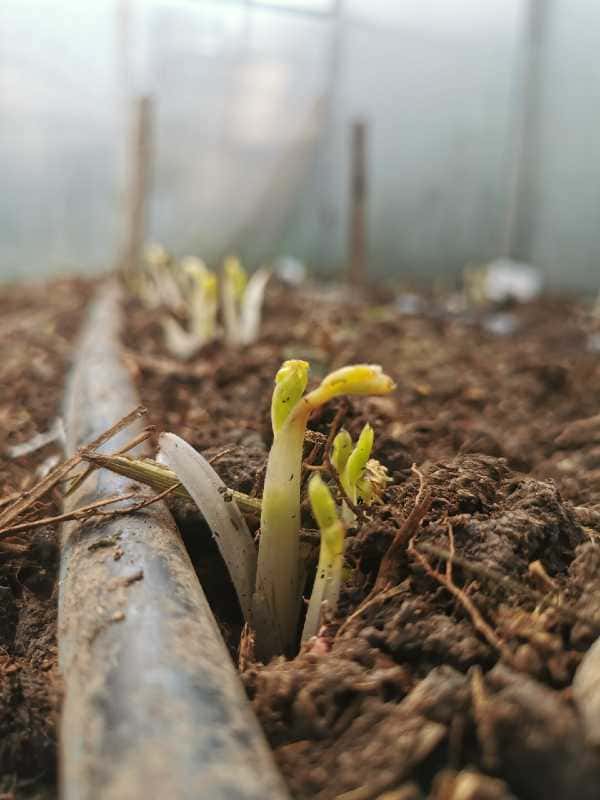klíčenie iskerníkov _sprouting ranunculus