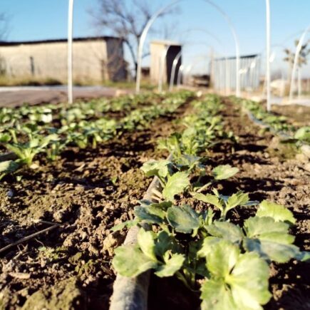 rastúce iskerníky_growing ranunculus