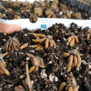 nakličovanie iskerníkov | presprouting ranunculus