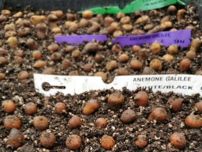 nakličovanie veterníc | presprouting anemone