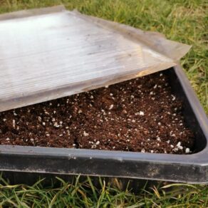 nakličovanie hľúz | presprouting corms