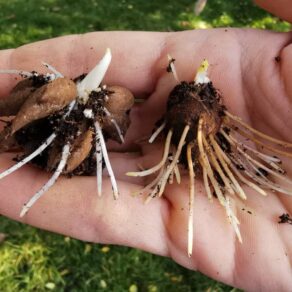 naklíčené hľuzy | presprouted corms