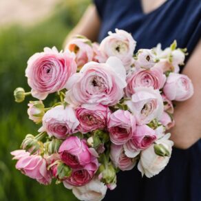 iskerník Amandine Porcelaine | ranunculus Amandine Porcelaine