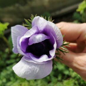 BL02-21_Veternica Mistral Plus Azúrová_Anemone Mistral Plus Azzurro