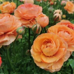 iskerník Pauline Champagne | ranunculus Pauline Champagne