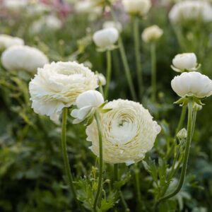 Iskerník Elegance Krémová | Ranunculus Elegance Crema