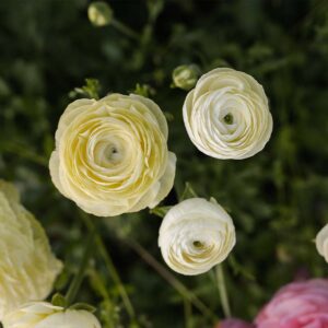 Iskerník Elegance Krémová Ranunculus Elegance Crema