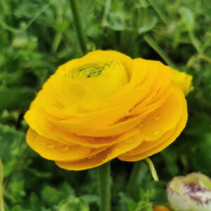 Iskerník Elegance Žltá Ranunculus Elegance Giallo