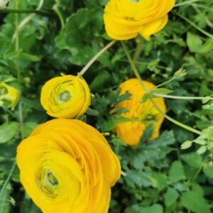 Iskerník Elegance Žltá Ranunculus Elegance Giallo