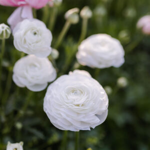 Iskerník Amandine Biela Ranunculus Amandine White