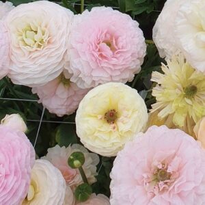 Iskerník Amandine Svadobná zmes | Ranunculus Amandine Wedding Pastel