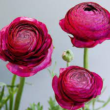 Iskerník Pauline Levanduľová Ranunculus Pauline Lavander