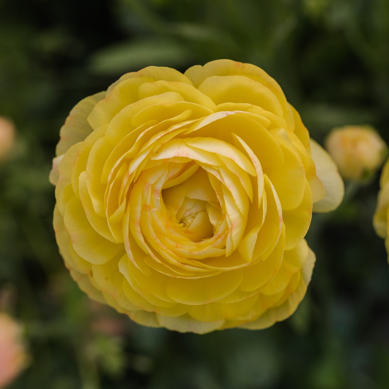 Ranunculus Amandine Pastel Lemon - Zeliny z doliny