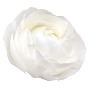 Iskerník Elegance biela | Ranunculus Elegance White