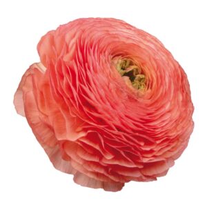 Iskerník Elegance Koralová | Ranunculus Elegance Coral