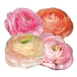 Iskerník Elegance Svieža jar | Ranunculus Elegance Fresh Spring