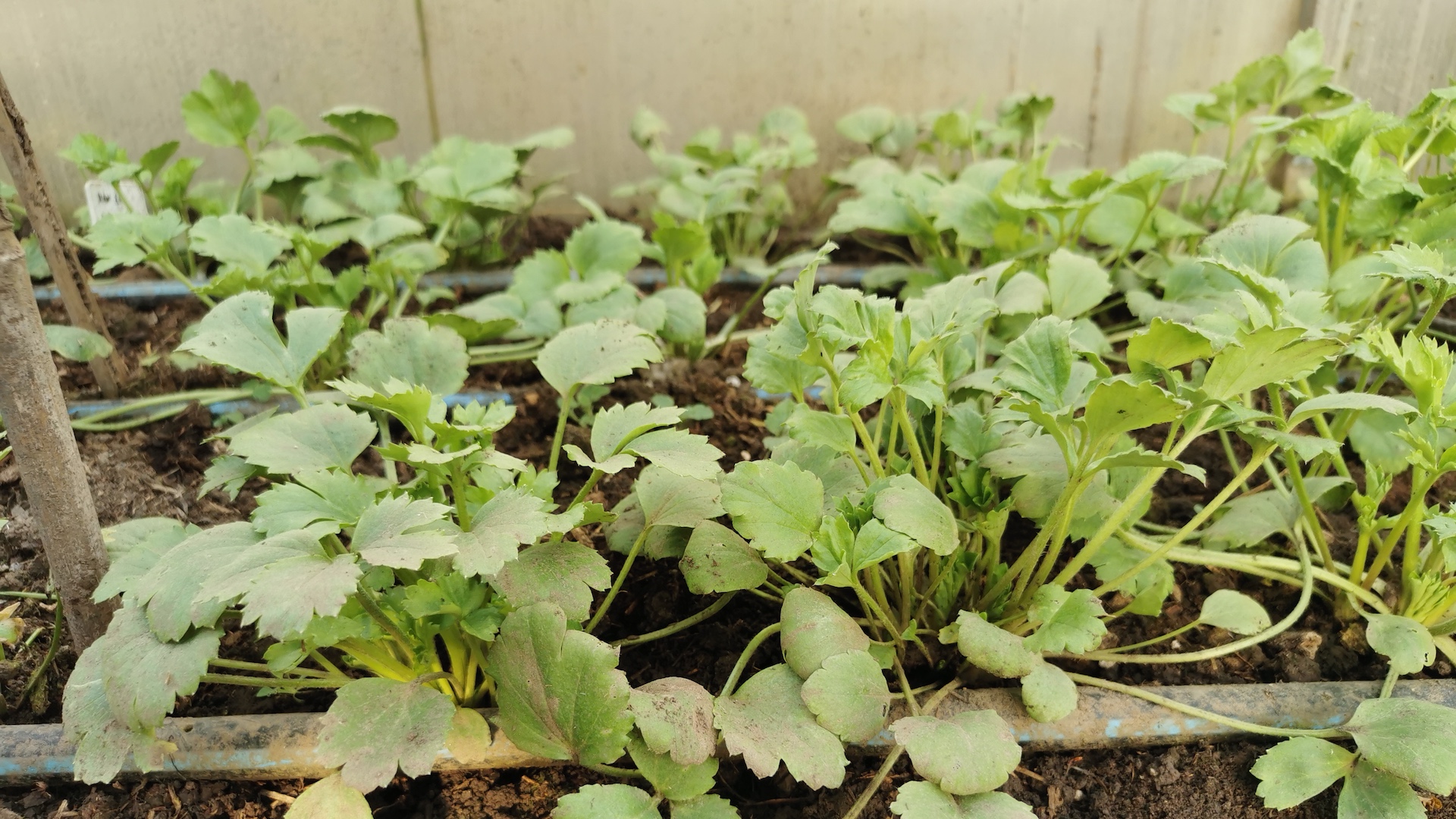 Iskerníky v skleníku | Ranunculus plants in the glasshouse