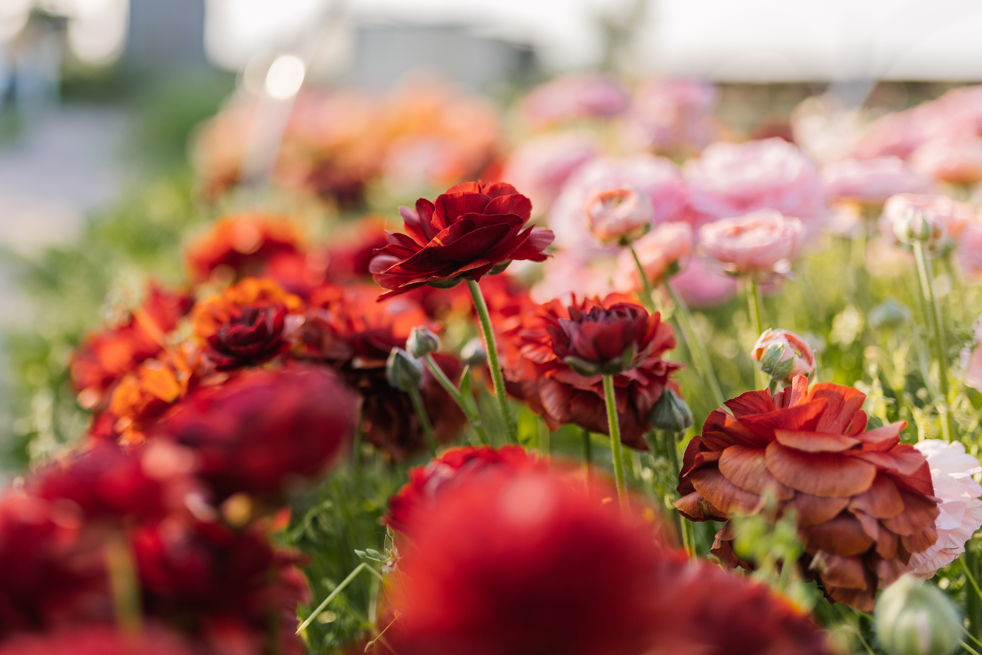 Iskerník Pauline Chocolate | Ranunculus Pauline Chocolate
