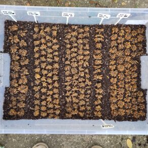 Naklíčenie hľúz iskerníkov | Presprouting ranunculus corms