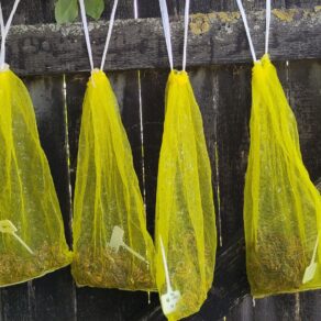 Namáčanie hľúz iskerníkov | Soaking ranunculus corms