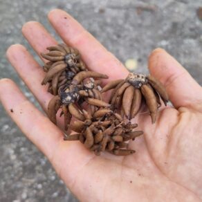 Napučané hľuzy iskerníkov | Soaked ranunculus corms
