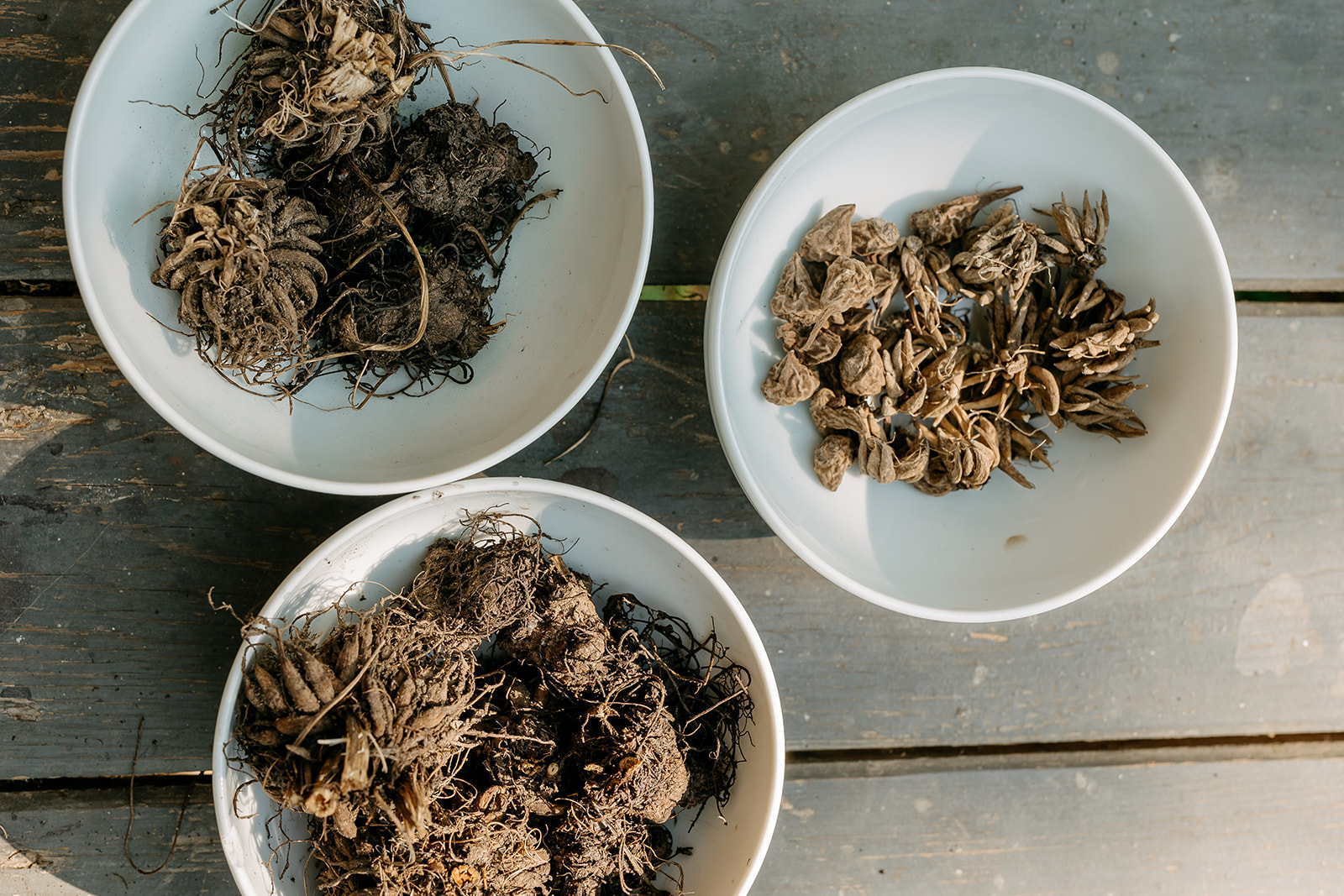 Vykopané hľuzy iskerníkov | Dug-up and dried ranunculus corms