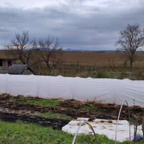 tunel z agrotextílie na ochranu iskerníkov a veterníc | low tunnel ranunculus and anemone frost protection