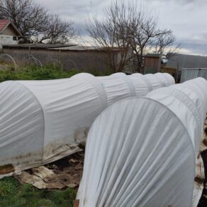 tunel z agrotextílie na ochranu iskerníkov a veterníc | low tunnel ranunculus and anemone frost protection