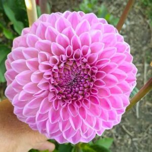 Dália Blyton Romance | Dahlia Blyton Romance