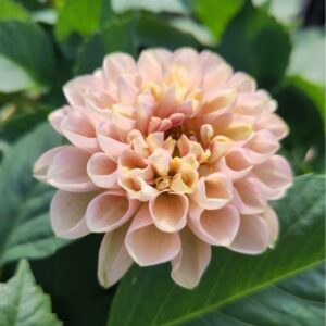 Dália Hamari Rose | Dahlia Hamari Rose