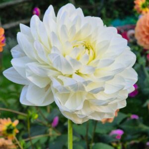 Dália Hapet Baronesse | Dahlia Hapet Baronesse