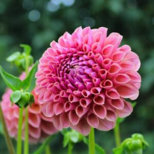 Dália Hapet Coppery | Dahlia Hapet Coppery