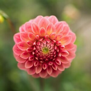 Dália Hapet Daisy | Dahlia Hapet Daisy