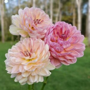 Dália Hapet Old Charm | Dahlia Hapet Old Charm