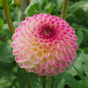 Dália Hapet Pearl | Dahlia Hapet Pearl
