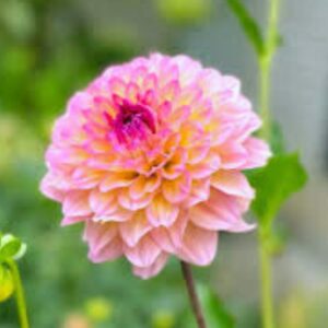 Dália Hapet Primrose | Dahlia Hapet Primrose