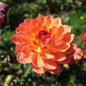 Dália Pam Howden | Dahlia Pam Howden