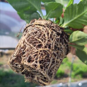 Dália zakorenená z odrezku | Dahlia rooted cutting