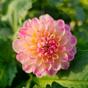 Dália Hapet Pearl | Dahlia Hapet Pearl