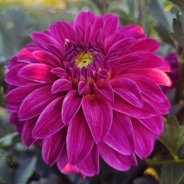 Dahlia Hapet® Joselyn - Zeliny z doliny