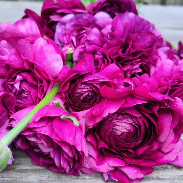 Malva Ranunculus Ranunculus Elegance® Malva - Zeliny z doliny