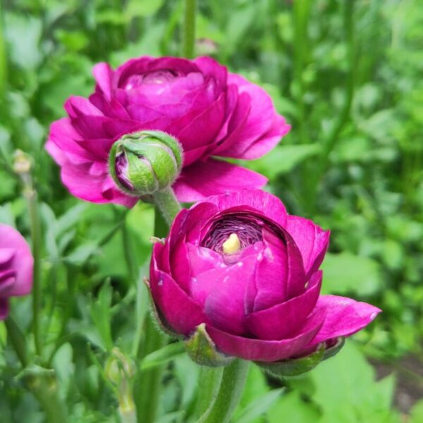 Malva Ranunculus Ranunculus Elegance® Malva - Zeliny z doliny