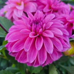 Dahlia Hapet® Joselyn - Zeliny z doliny