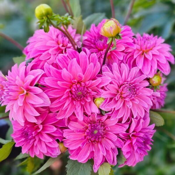 Dahlia Hapet® Joselyn - Zeliny z doliny