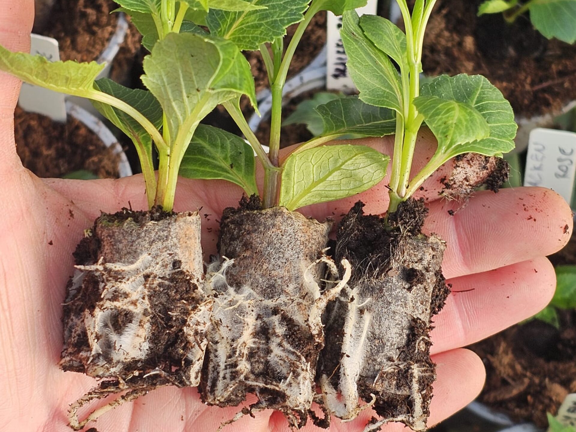 Rooted dahlia cuttings | Zakorenené odrezky dálií