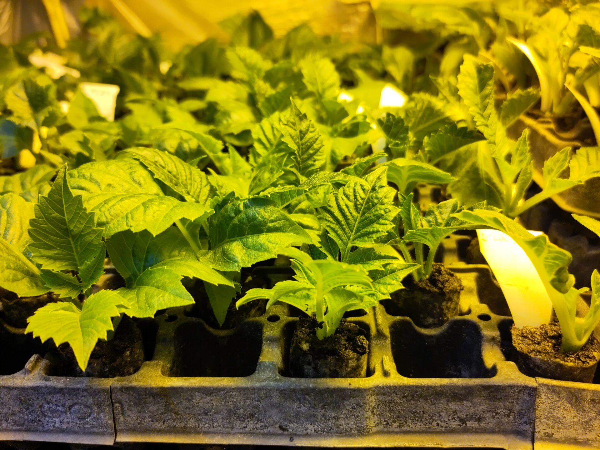 Rooted dahlia cuttings | Zakorenené odrezky dálií