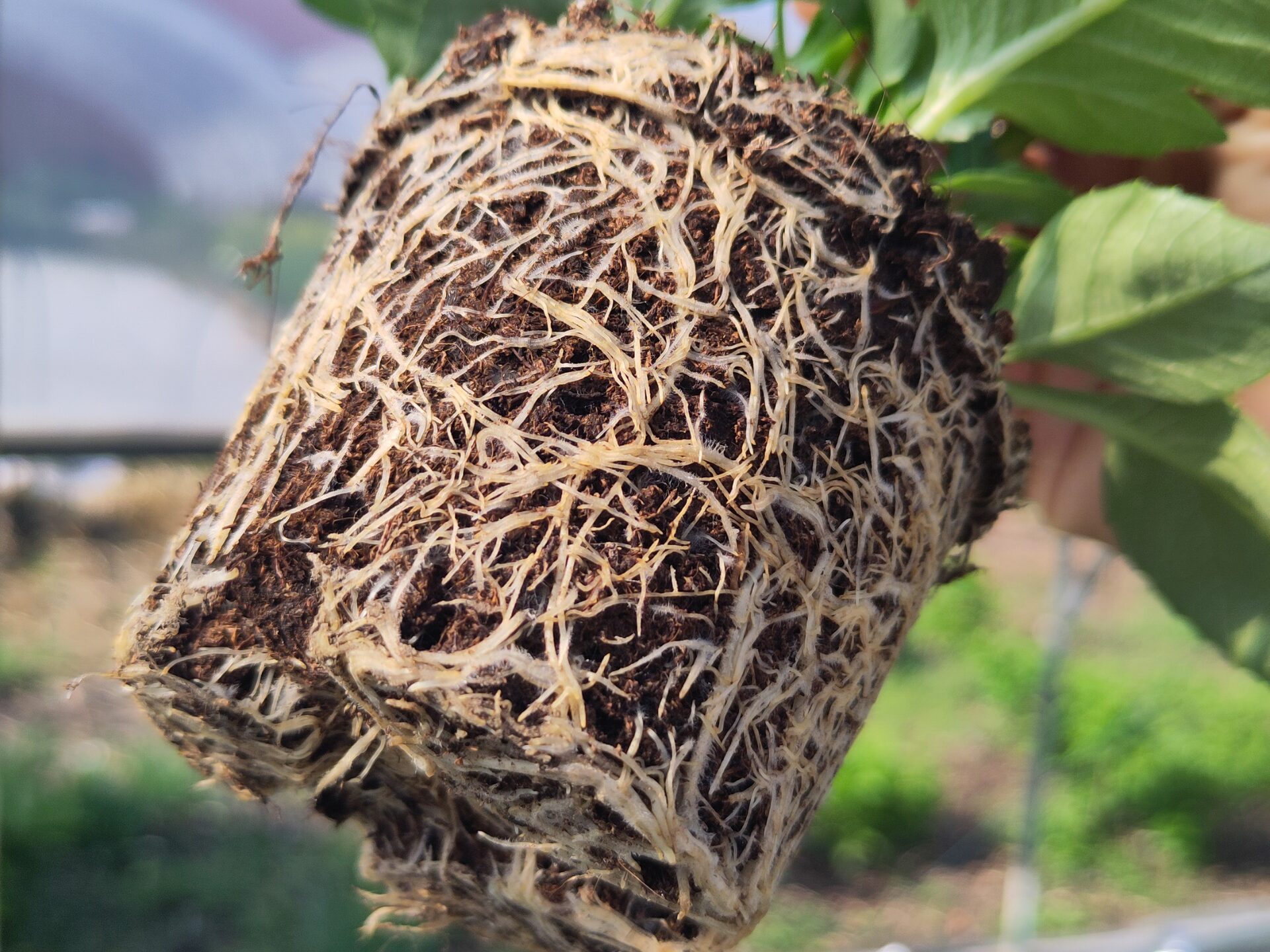 Rooted dahlia cuttings | Zakorenené odrezky dálií
