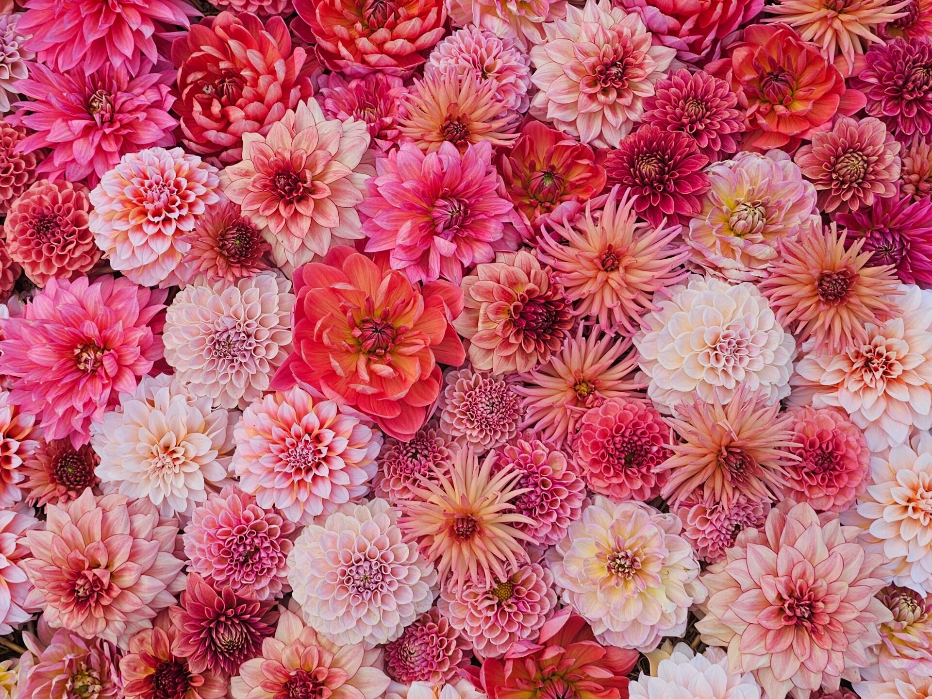 Dahlia flowers in peach and coral tones | Dálie v koralových a marhuľových tónoch